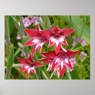 Affiches Glaïeuls rouges et blancs Été botanique