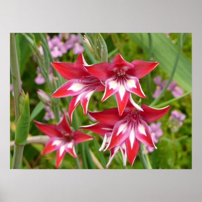 Affiches Glaïeuls rouges et blancs Été botanique (Devant)