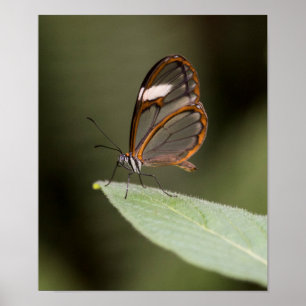 Affiches Glasswinged butterfly on a leaf