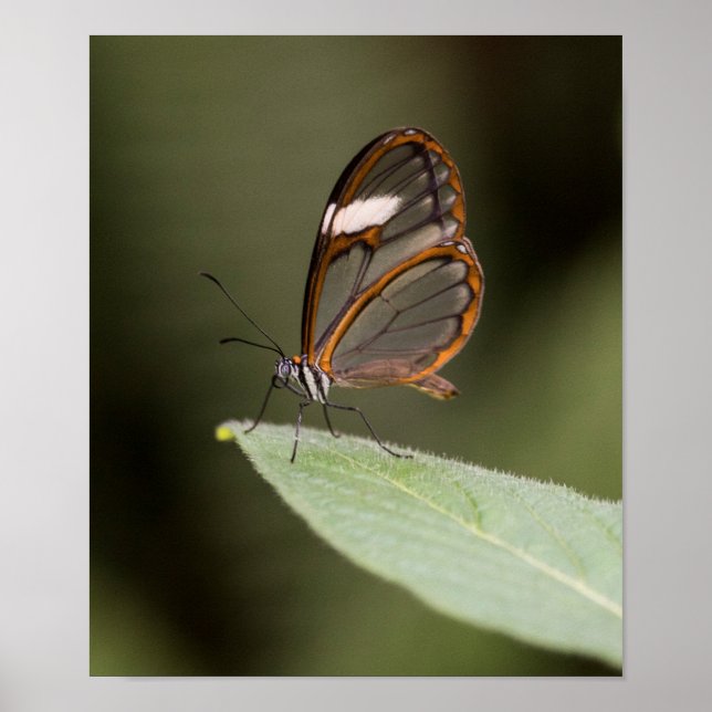 Affiches Glasswinged butterfly on a leaf (Devant)