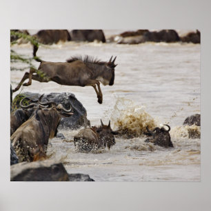 Affiches Gnou sautant dans la rivière Mara
