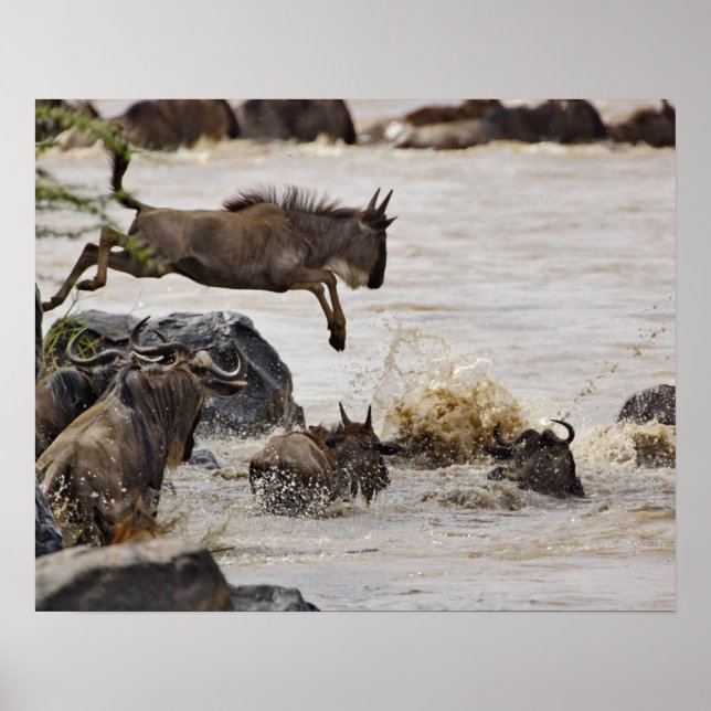 Affiches Gnou sautant dans la rivière Mara (Devant)