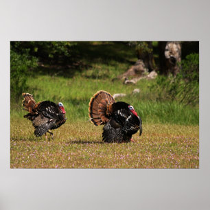 Affiches Gobblers de Turquie sauvage