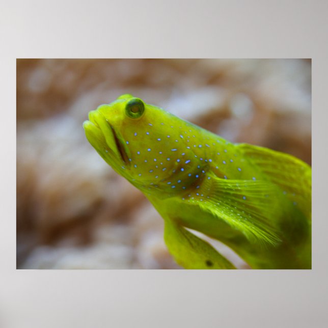 Affiches Gobie de crevettes jaune (Devant)