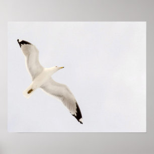 Affiches Goéland volant