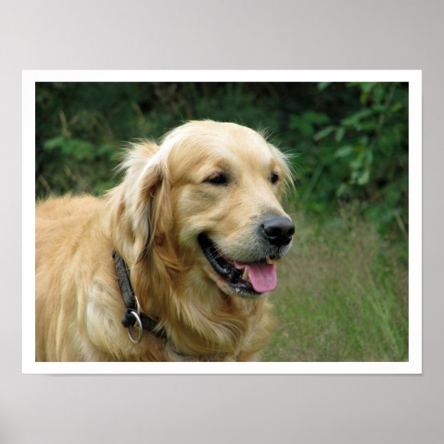 Affiches Golden Retriever (Devant)