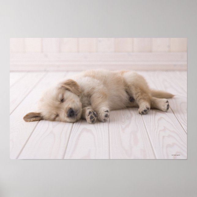 Affiches Golden Retriever (Devant)