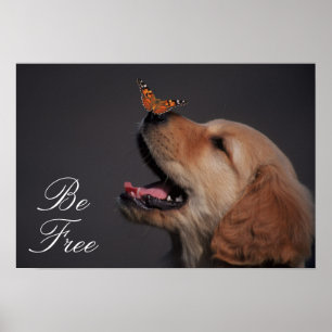 Affiches Golden retriever avec le papillon sur son nez