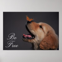 Golden Retriever Avec Papillon Sur Son Nez
