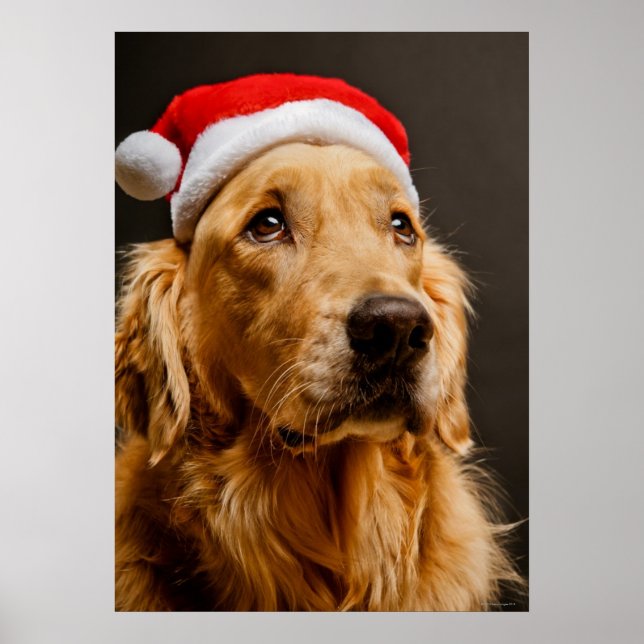 Affiches Golden Retriever pose pour son Noël (Devant)