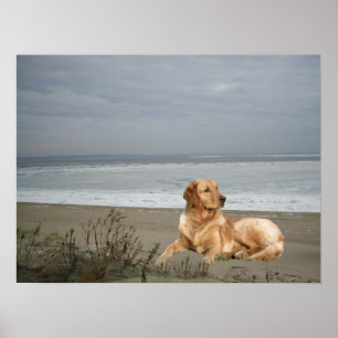 Affiches Golden retriever sur la copie de plage