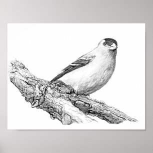 Affiches Goldfinch
