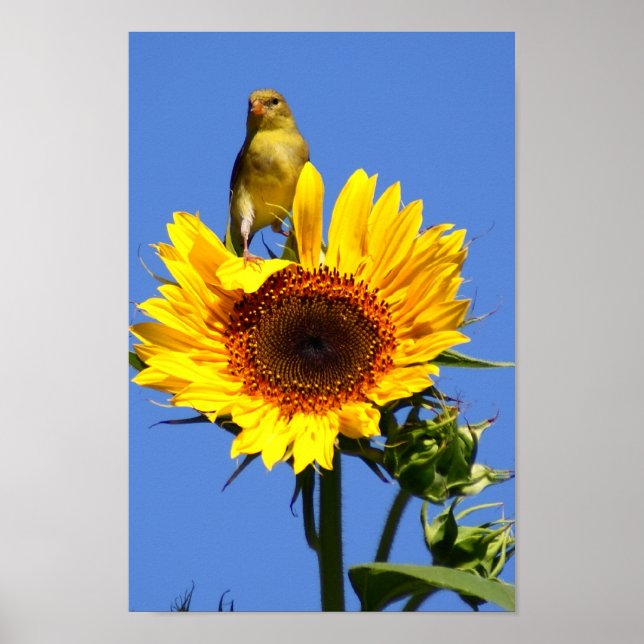 Affiches Goldfinch américain sur tournesol (Devant)