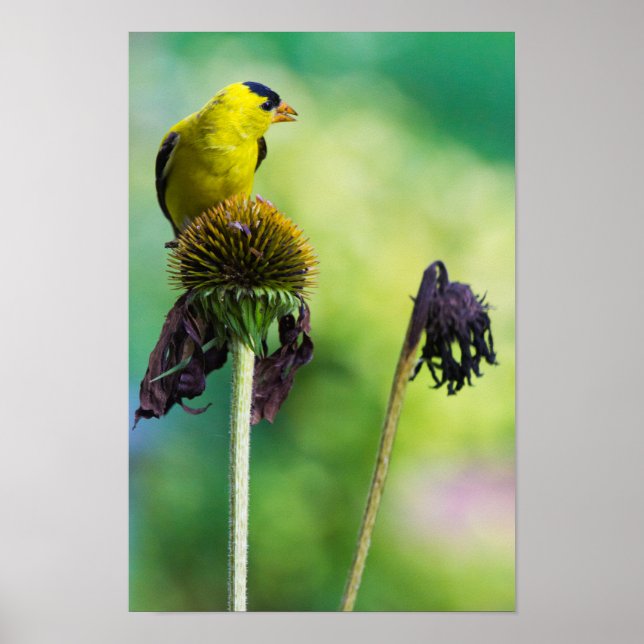 Affiches Goldfinch Atop of Cone Flower (Devant)