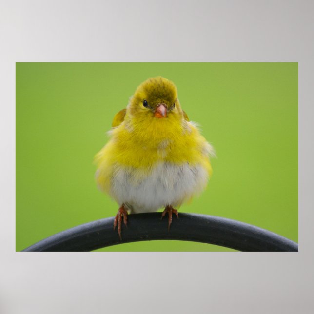 Affiches Goldfinch Print (Devant)