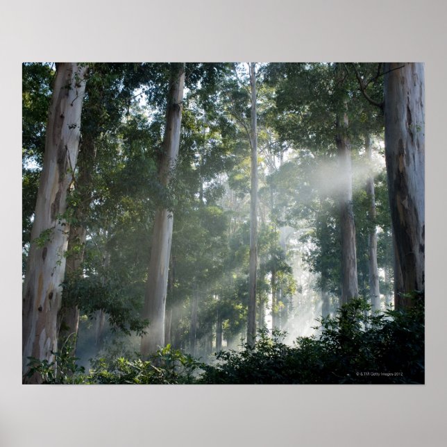 Affiches Gommes (Eucalyptus) dans la forêt tropicale Tokai (Devant)