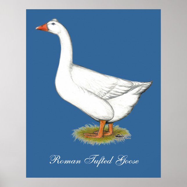 Affiches Goose Roman Tufted (Devant)