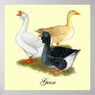 Affiches Goose Trio