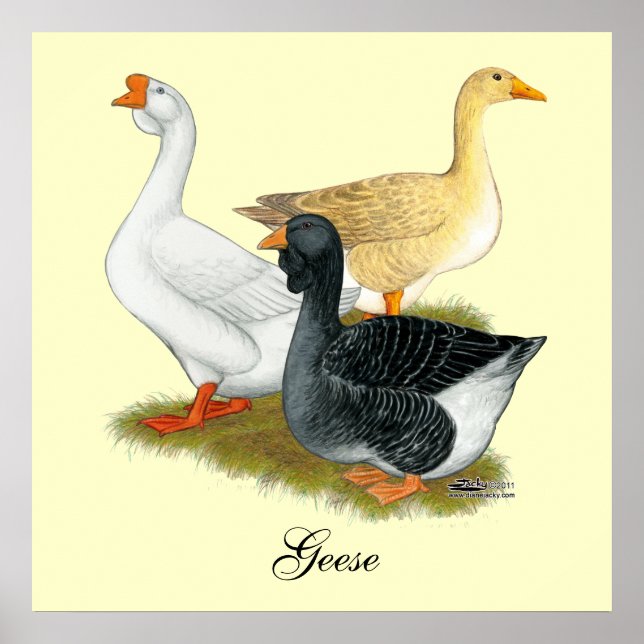 Affiches Goose Trio (Devant)