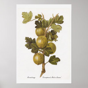 Affiches Gooseberry 'Crompton's Sheba Queen'