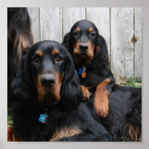 Affiches Gordon Setter Pals Canvas Imprimer