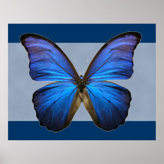 Affiches Gorgeous Blue Morpho Butterfly Print