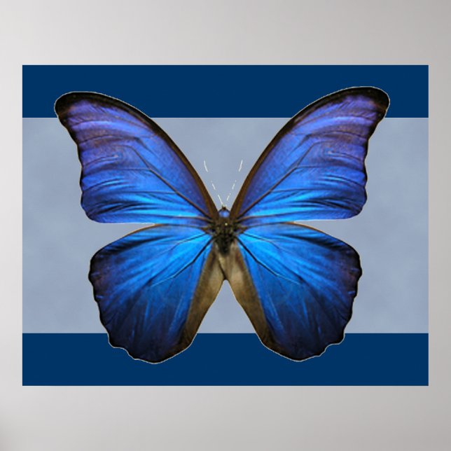 Affiches Gorgeous Blue Morpho Butterfly Print (Devant)