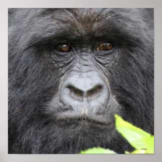 Affiches Gorilla de montagne