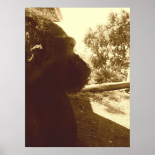 Affiches Gorilla Dreams