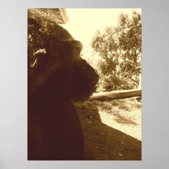 Affiches Gorilla Dreams (Devant)