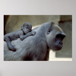 Affiches Gorilla mère et bébé