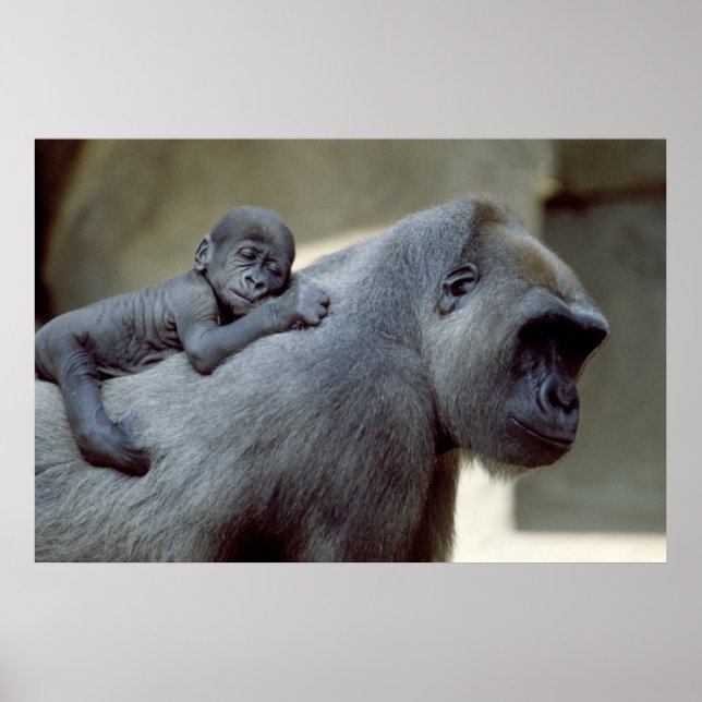 Affiches Gorilla mère et bébé (Devant)