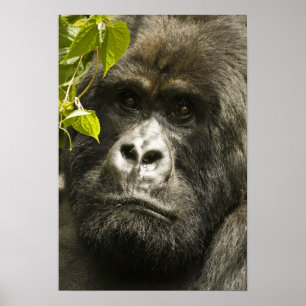 Affiches Gorille des montagnes, Gorilla beringei beringei,