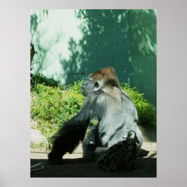 Affiches Gorille pensive (Devant)