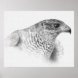 Affiches Goshawk Drawing