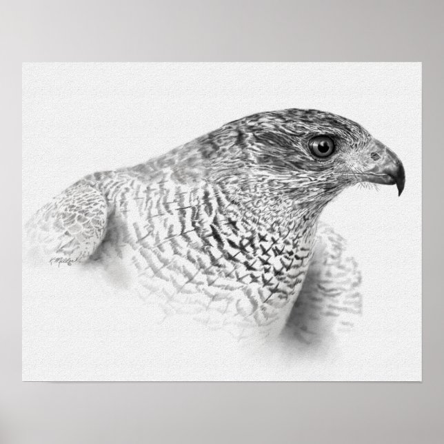 Affiches Goshawk Drawing (Devant)