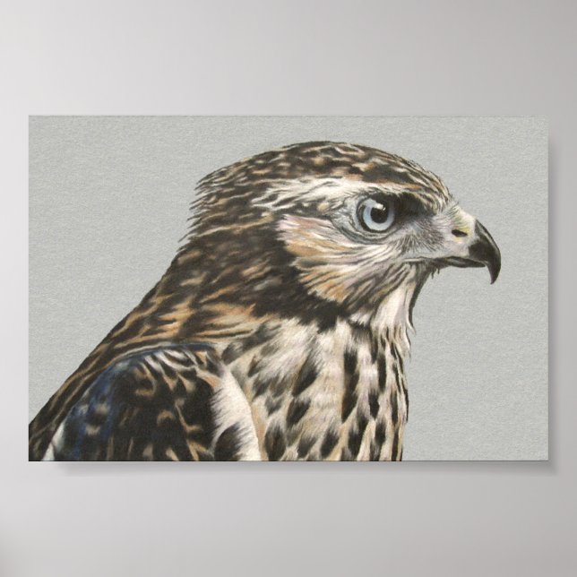 Affiches Goshawk immature (Devant)