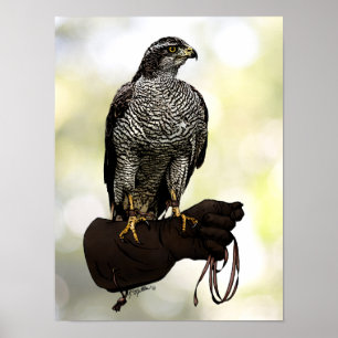 Affiches Goshawk sur Glove
