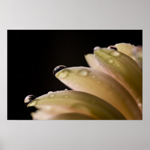 Affiches Gouttelette de marguerite