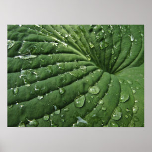 Affiches Gouttes de pluie sur l'affiche de feuille de Hosta