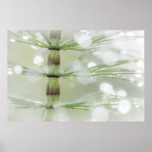 Affiches Gouttes de rosée sur une plante de prêle Seabeck