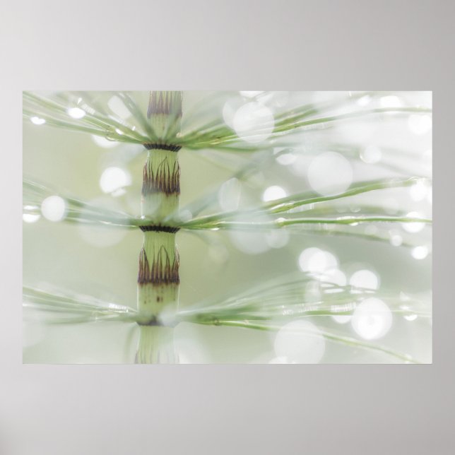 Affiches Gouttes de rosée sur une plante de prêle | Seabeck (Devant)