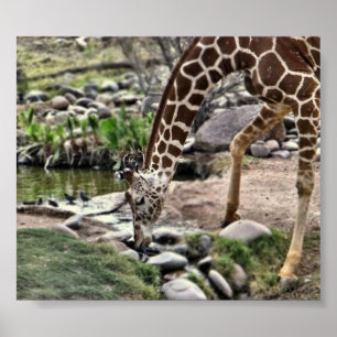 Affiches Gracious Giraffe print