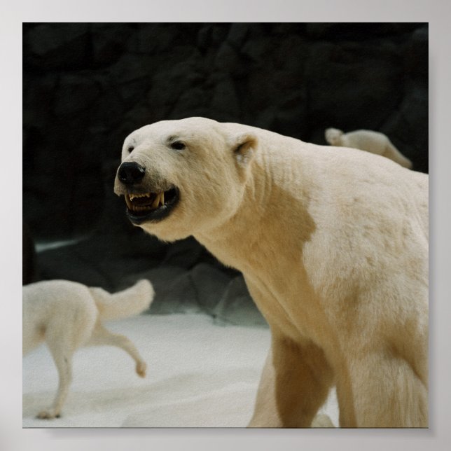 Affiches Graine d'ours polaire (Devant)