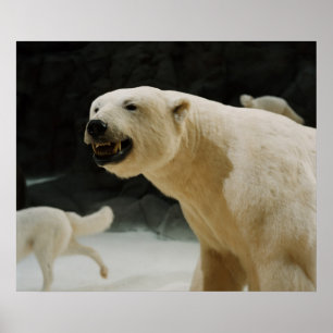 Affiches Graine d'ours polaire