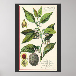 Affiches Graines de fruits Plantes de muscade vintage, Herb