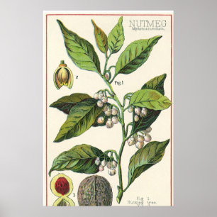 Affiches Graines de fruits Plantes de muscade vintage, Herb