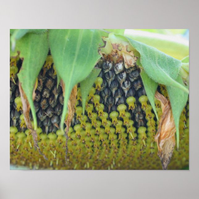 Affiches Graines De Tournesol Sur La Fleur Près (Devant)