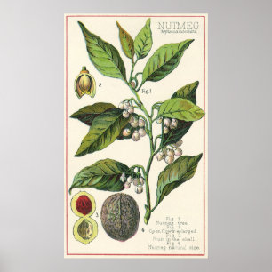 Affiches Graines vintages de fruit d'usine de noix de