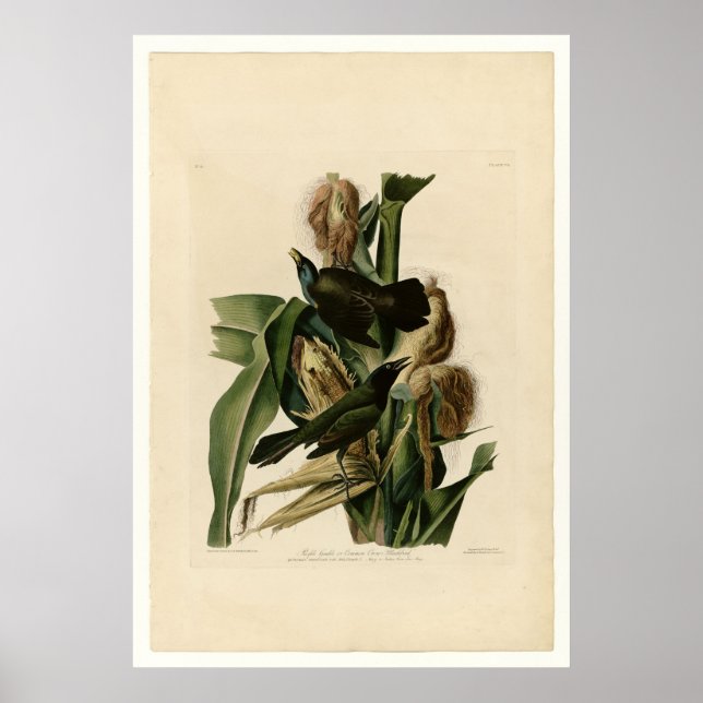 Affiches Grakle pourpre (Devant)